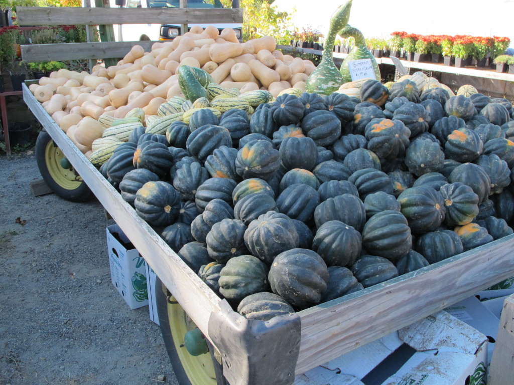 winter squash at a farmstand in northfield, ma.